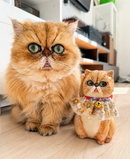 Your Pet Cat Maneki Neko