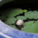 The product is made of Mino ware, one of Japan's most famous types of pottery.